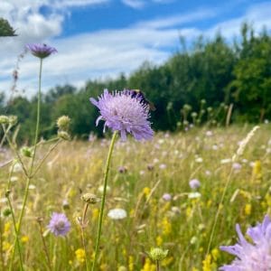 Chalky soil wildflower seed mix