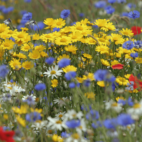 Cornfield Colours Native Wildflower Seed Mix - Kent Wildflower Seeds