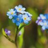 Field forget-me-not wildflower - Kent Wildflower Seeds