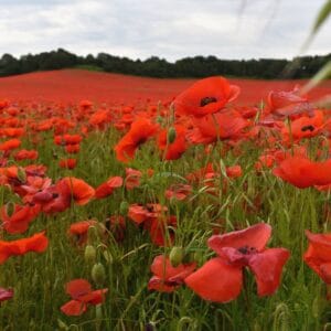 native common poppy seeds