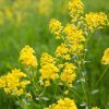 Wild mustard wildflower - Kent Wildflower Seeds