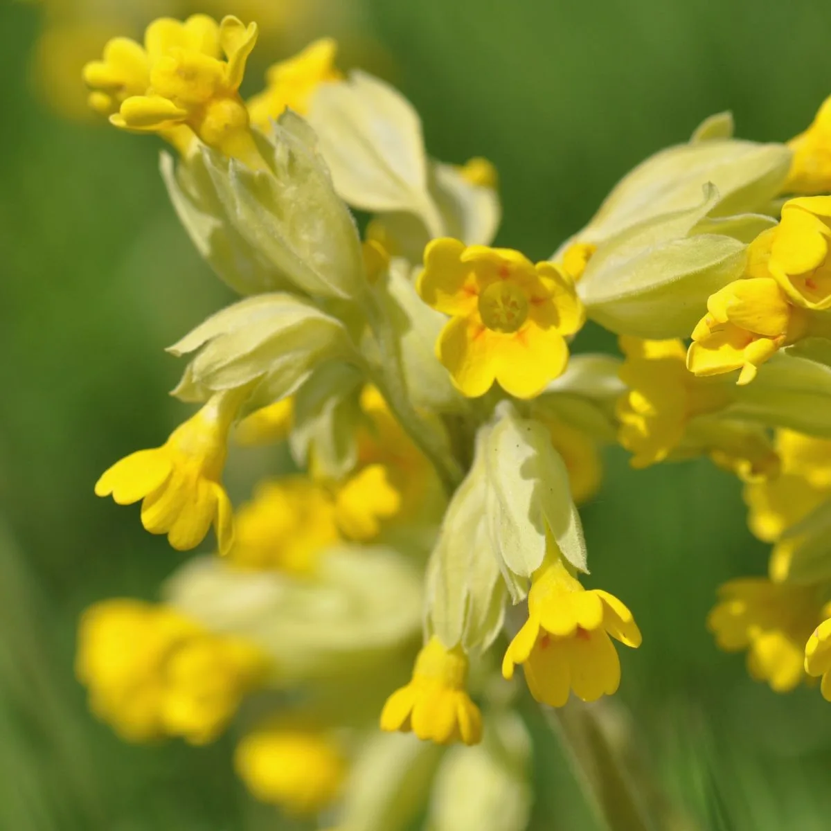 cowslip seeds