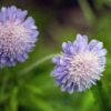 Field scabious wildflower - Kent Wildflower Seeds