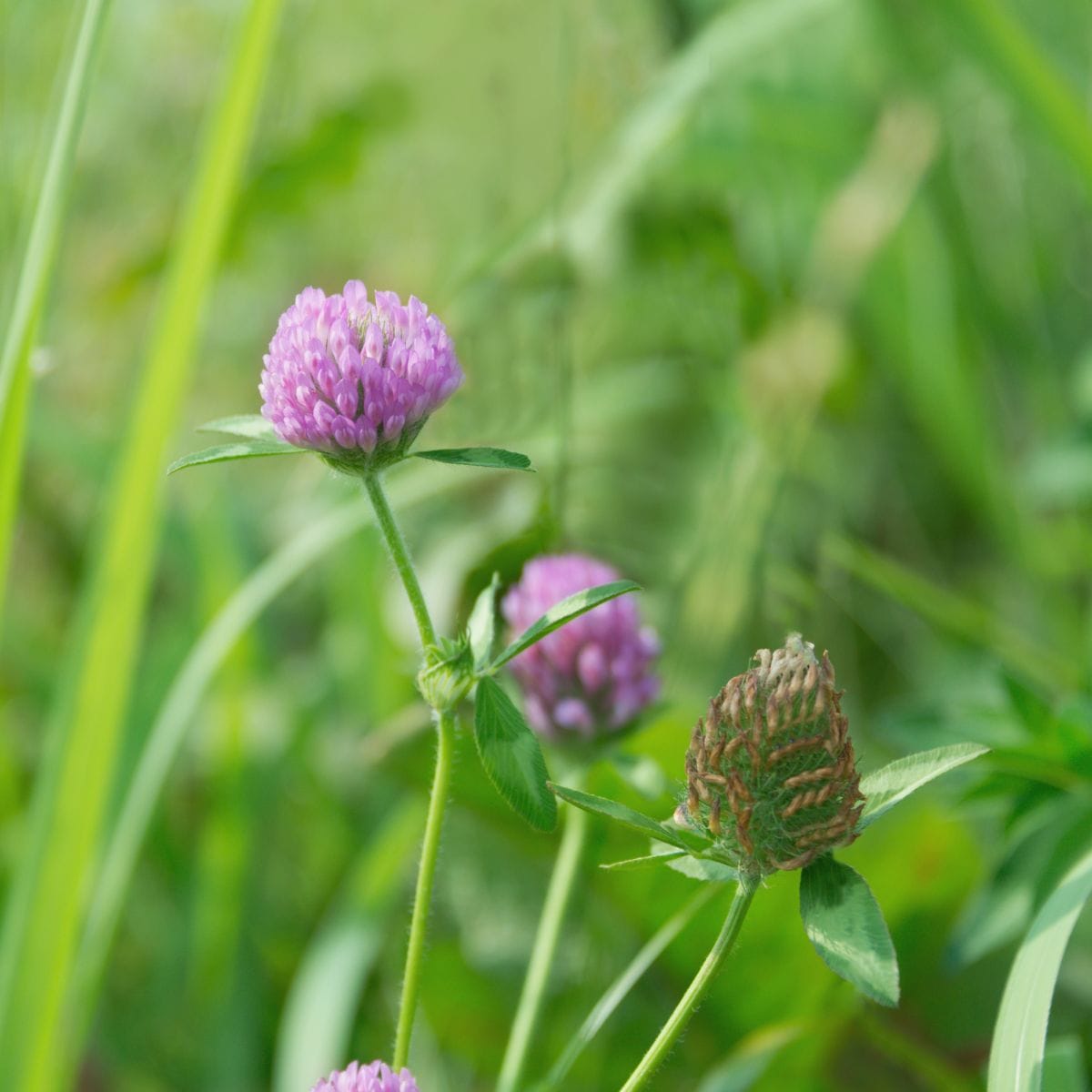 thumbnail image 2 of Flowering Roadside Grass Seed Mix - Low Maintenance Blend With Grass, Clover & Wildflowers (300 Gram) 2 of 12