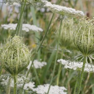 Wild carrot wildflower seed - Kent Wildflower Seeds