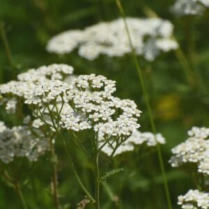 Yarrow wildflower seed - Kent Wildflower Seeds
