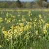 Cowslip wildflower field - Kent Wildflower Seeds
