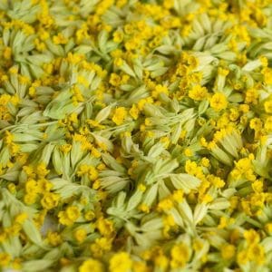 Cowslip wildflower flowerhead - Kent Wildflower Seeds