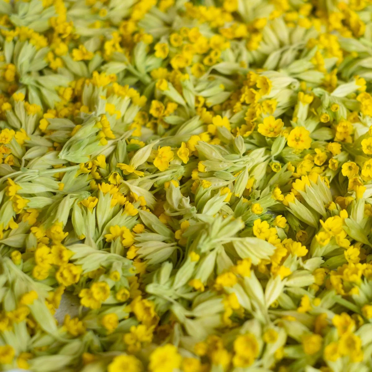 Cowslip wildflower flowerhead - Kent Wildflower Seeds