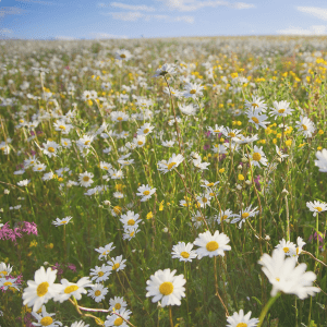 6040 Wildflower Meadow Mix - Kent Wildflower Seeds (3)