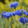 Cornflower wildflower - Kent Wildflower Seeds