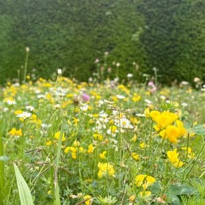 Low growing wildflower seed mix