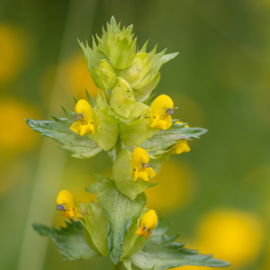 Native Yellow Rattle Seeds - Kent Wildflower Seeds - In Flower