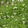 Wild White Clover Lawn - Kent Wildflower Seeds