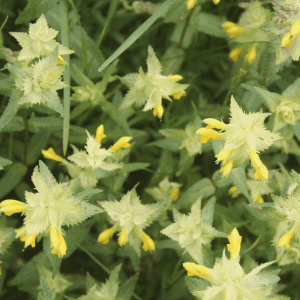Yellow Rattle Seeds 2 - Kent Wildflower Seeds