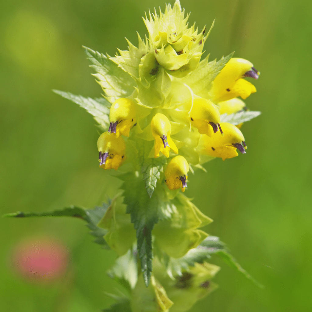 Yellow Rattle Seeds - Rhinanthus minor - Kent Wildflower Seeds