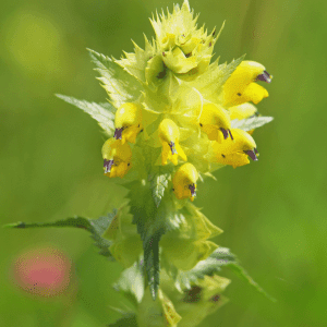 Yellow Rattle Seeds - Kent Wildflower Seeds
