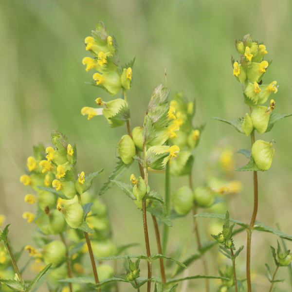 Yellow rattle seeds 4 - Kent Wildflower Seeds