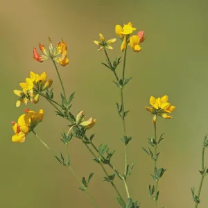 Native birdsfoot trefoil wildflower seeds grown in Kent