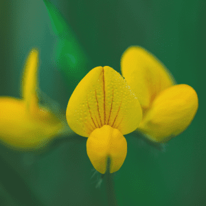 Native birdsfoot trefoil wildflower seeds grown in kent