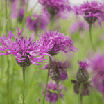 native common knapweed seeds