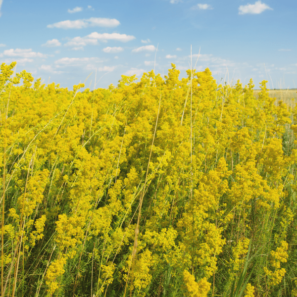 Lady's Bedstraw Seed - Kent Wildflower Seeds