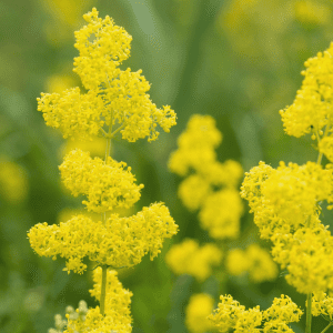 Lady's Bedstraw Seeds - Kent Wildflower Seeds