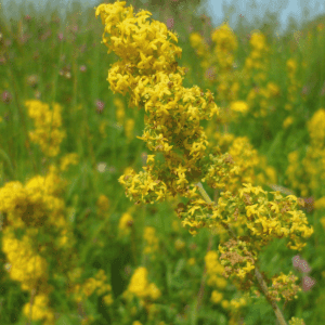 Lady's Bedstraw Wildflower Seed - Kent Wildflower Seeds