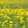 Meadow buttercup 4 - Kent Wildflower Seeds