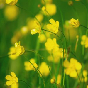 Meadow buttercup wildflower - Kent Wildflower Seeds