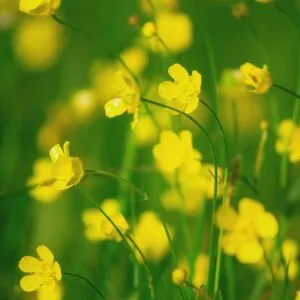 Meadow buttercup seeds