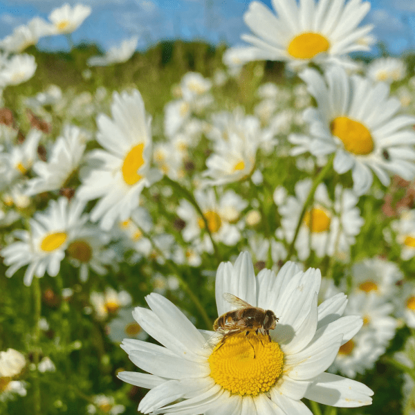 Native Oxeye Daisy Seeds - Kent Wildflower Seeds