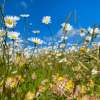 Oxeye Daisy Seeds - Kent Wildflower Seeds