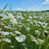 Oxeye Daisy Wildflower Seeds - Kent Wildflower Seeds