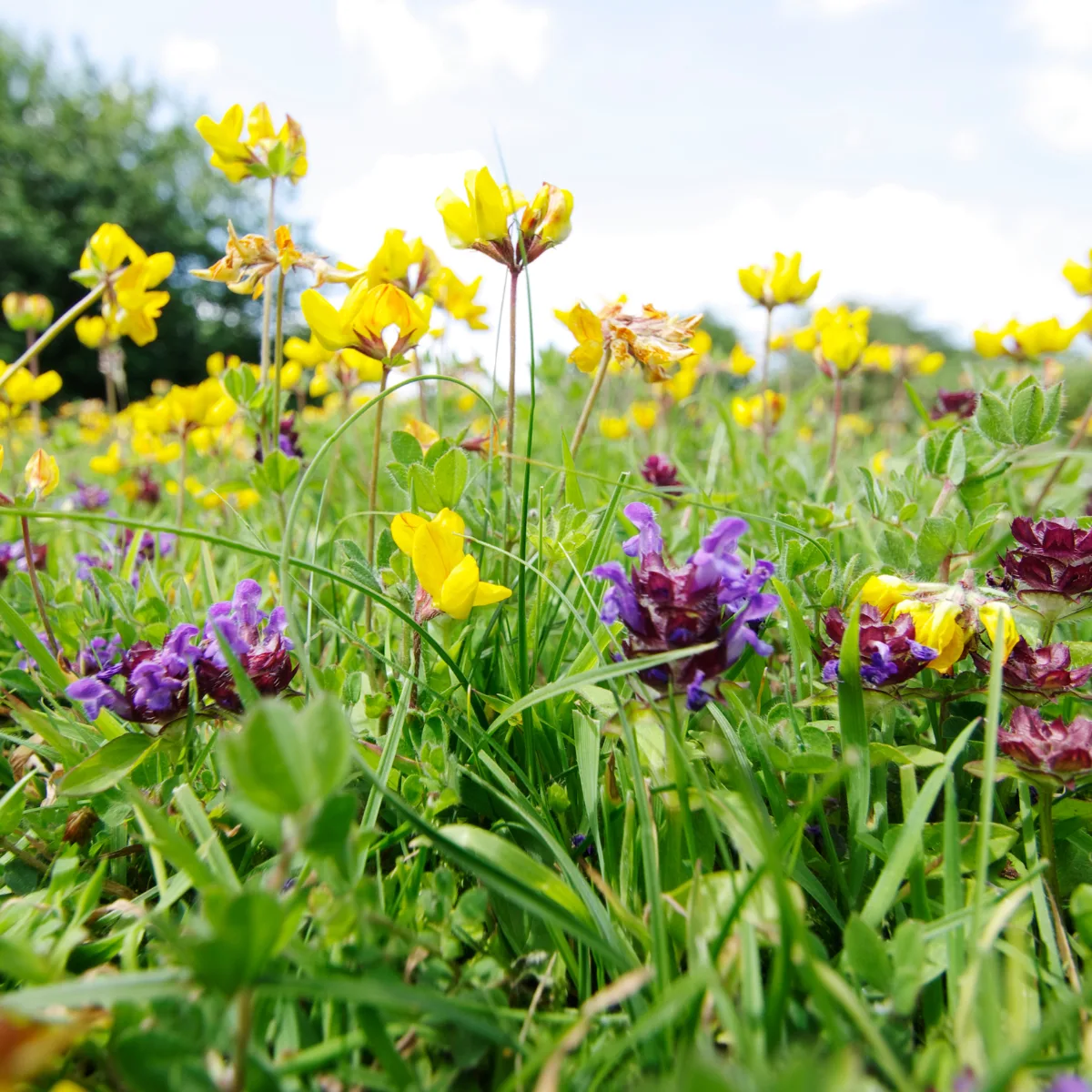 wildflower mixtures
