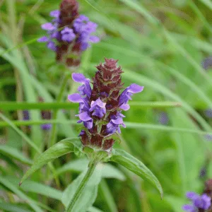 Selfheal Seeds