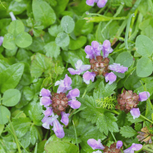 Self Heal Wildflower Seeds 2 - Kent Wildflower Seeds