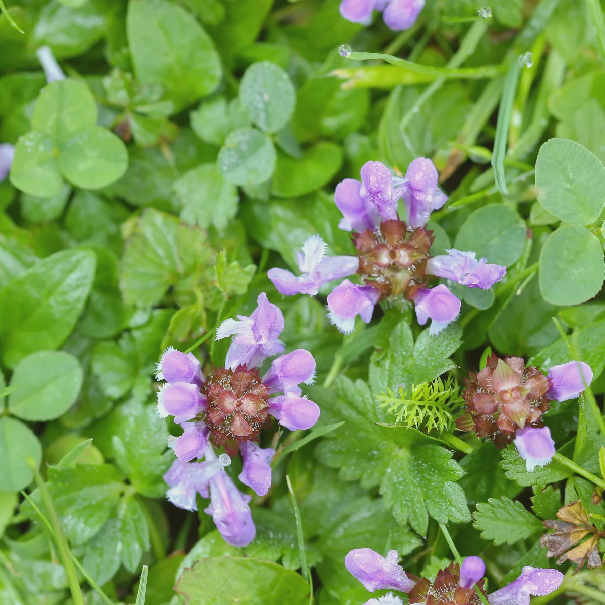 Self Heal Wildflower Seeds 2 - Kent Wildflower Seeds