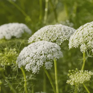 Kitchen Garden Wildflower Seed Collection - Kent Wildflower Seeds