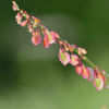 Native common sorrel seeds