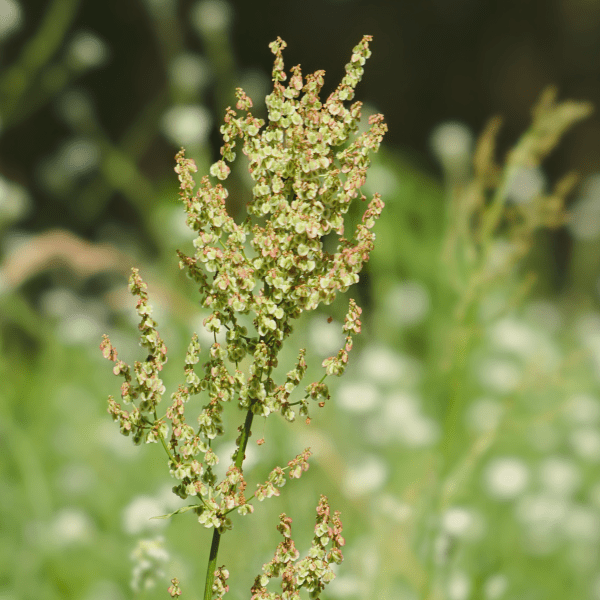 common sorrel seeds from Kent