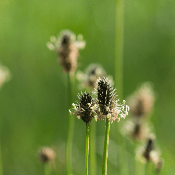 Native Ribwort Plantain Wildflower Seed - Kent Wildflower Seeds