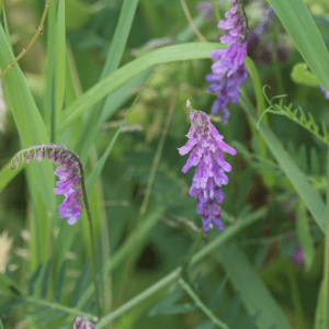 tufted vetch wildflower seeds