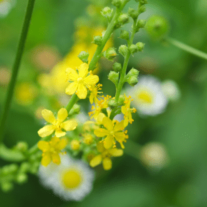 agrimony seed