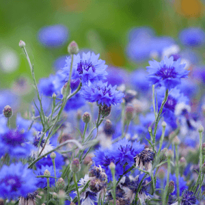 Cornflower seeds