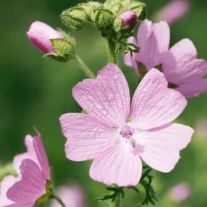 Musk mallow seeds