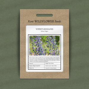 Native viper's bugloss wildflower seeds