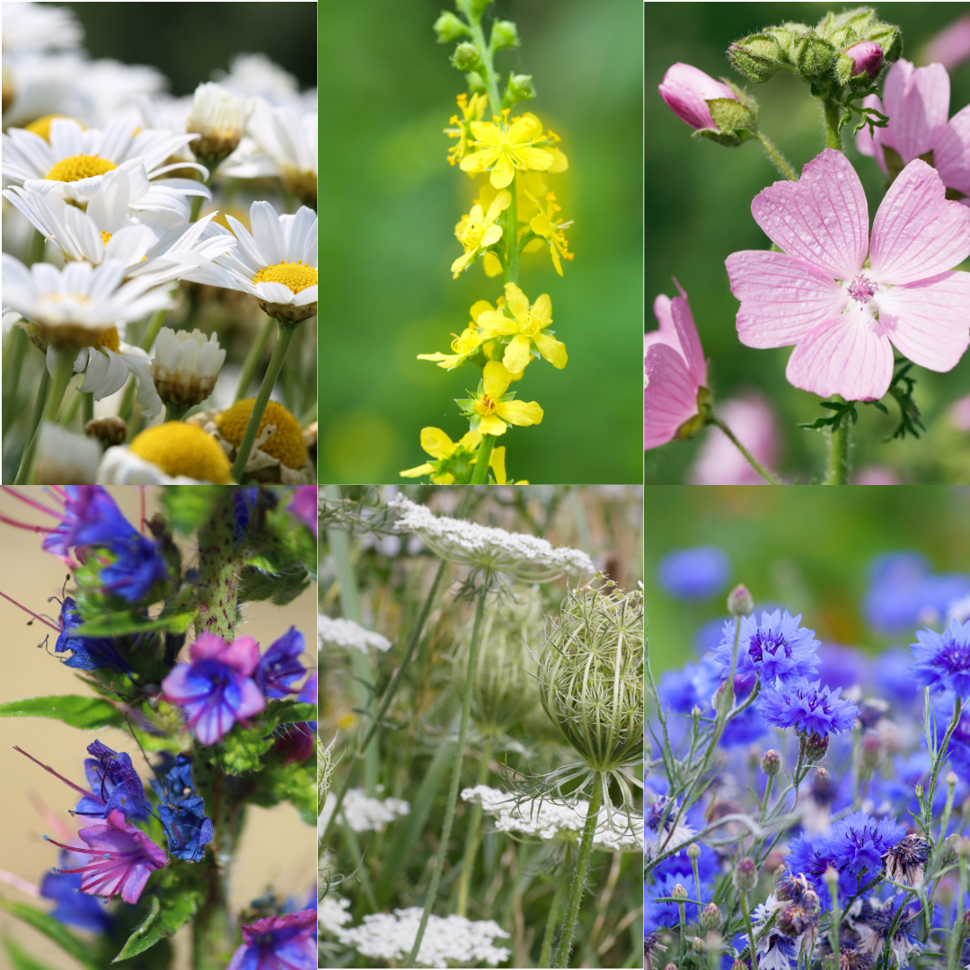 Wildflower Border - Naturalised Garden Planting Wildflower Seed Mix ...