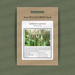 Plantago Lanceolata - Ribwort Plantain Seeds