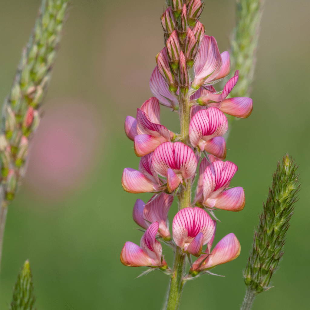sainfoin seeds